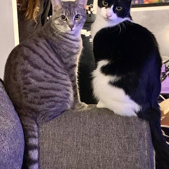 Meet your Posher, Kelsey - Picture 1 of 1